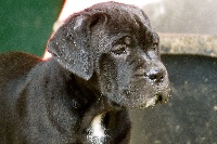 ORSINA