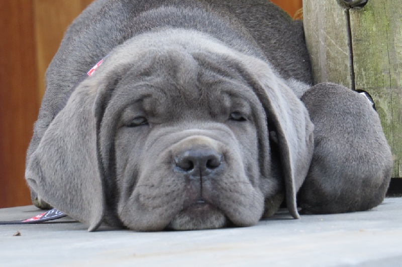 Basil'Evidenza - Cane Corso - Portée née le 14/08/2016